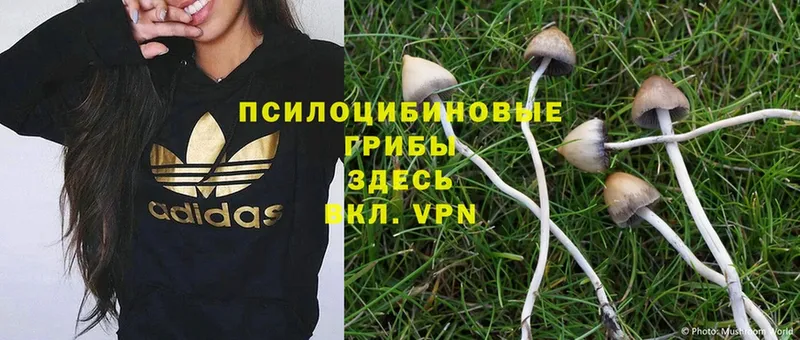 Галлюциногенные грибы Cubensis  Нижнеудинск 